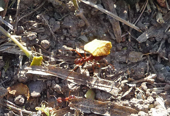 Leafcutter ant with leaf