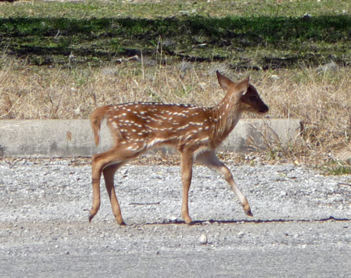 Fawn Garner SP TX