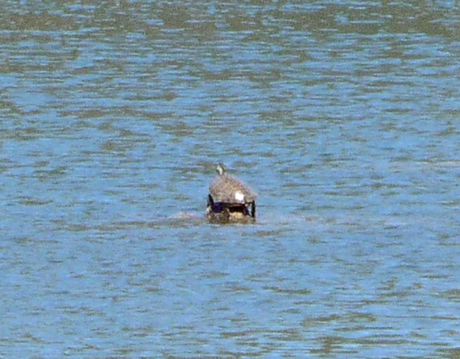 Turtle Inks Lake SP