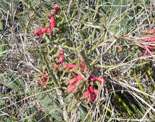 Tasajillo (Pencil Cactus) fruit