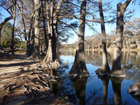 Bald Cypress Rio Frio Garner SP