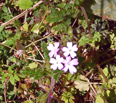 Small purple weed Inks Lake SP