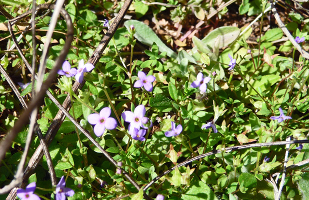 Tiny blue flower Inks Lake SP