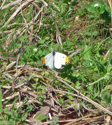 White butterfly with orange wing tips