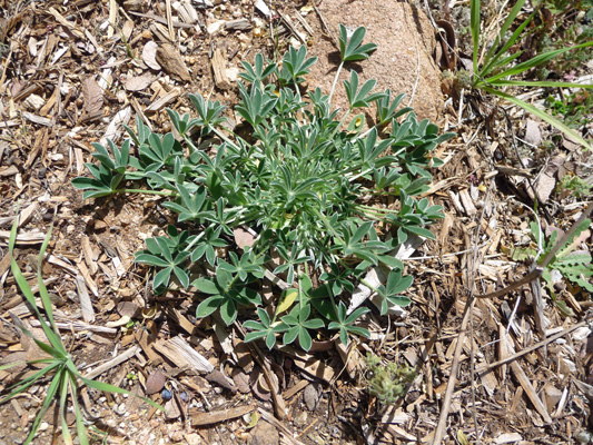 Lupine rosette