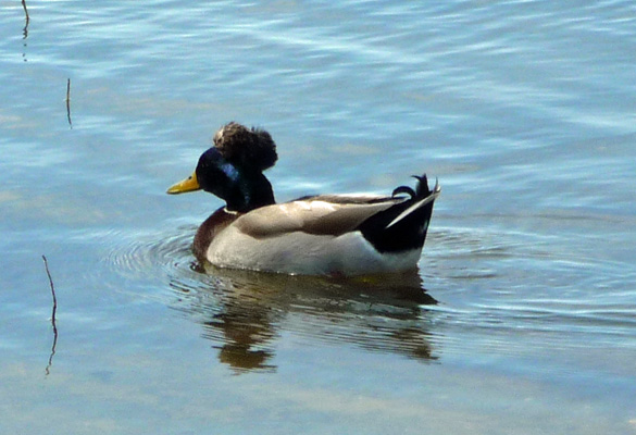 Mallard with top knot