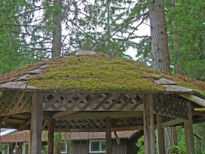 Gazebo with moss growing on the roof