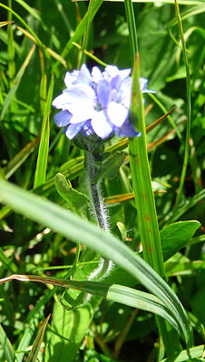 Alpine Veronica (Veronica wormskjoldii) 