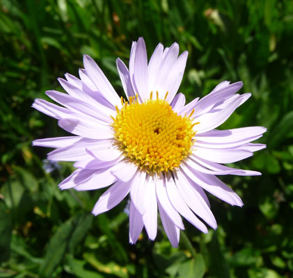 Leafy Aster (Aster foliaceus)