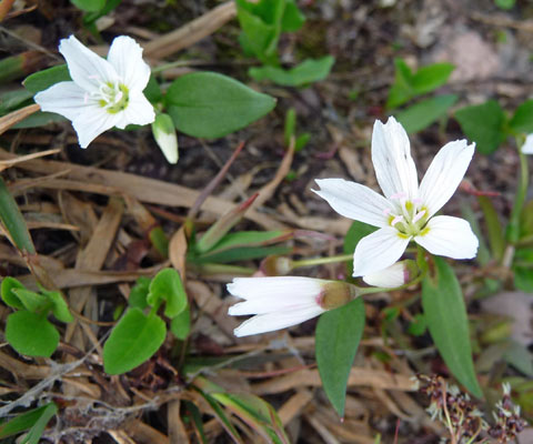 Spring Beauty (Claytonia lanceolata).