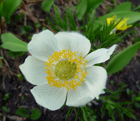 Western Pasqueflowers (Anemone occidentalis)