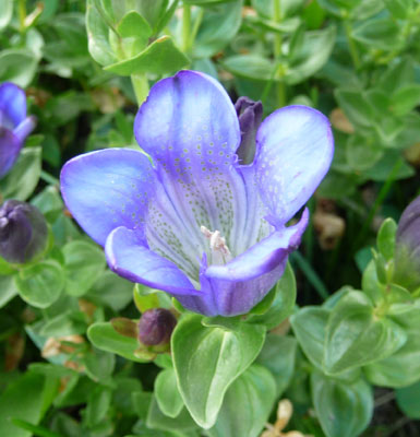 Explorer’s Gentian (Gentiana calycosa)