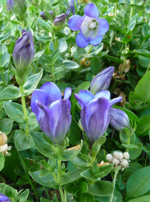 Explorer’s Gentian (Gentiana calycosa)