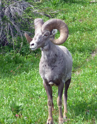 Big Horn Sheep Logan Pass Glacier National Park