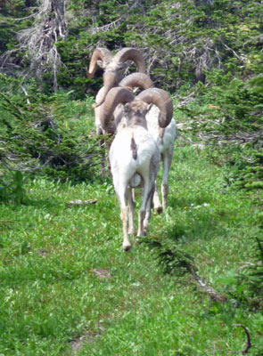 Big Horn Sheep Logan Pass Glacier National Park