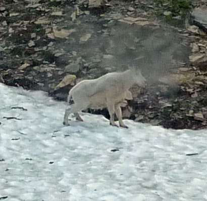 Mountain Goat Glacier National Park