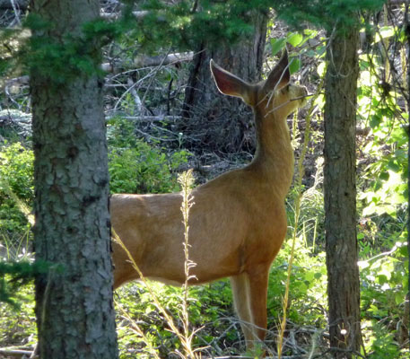 Mule Deer Fish Creek Campground Glacier
