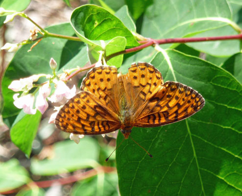 Northern Checkerspot (Chlosyne palla)