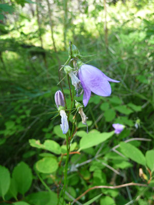 Harebells (Campanula rotundifolia)