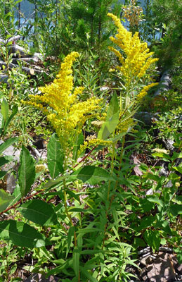 Canada Goldenrod (Solidago canadensis)