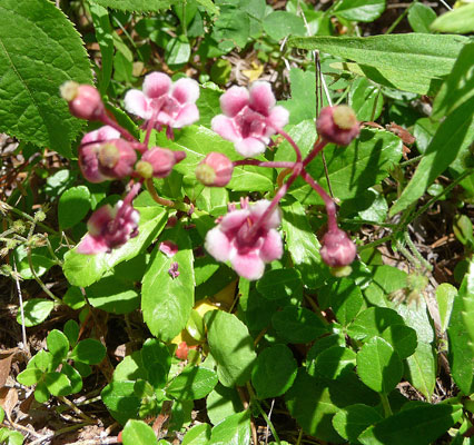 Pipsissewa (Chimaphila umbellata)