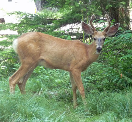 Mule Deer Fish Creek Campground Glacier