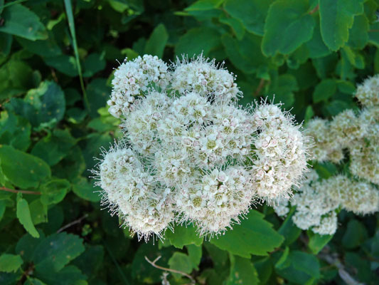 Birch-leaved Spiraea (Spiraea betulifolia)