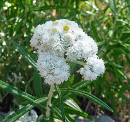 Pearly Everlasting (Anaphalis margaritacea)