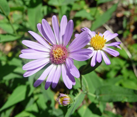 Leafy Aster (Aster foliaceus)