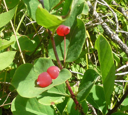 Canada Buffaloberry (Shepherdia canadensis)