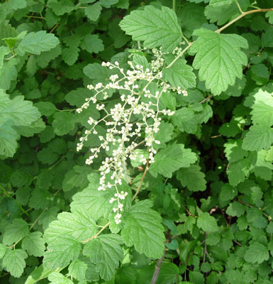 Ocean Spray (Holodiscus discolor)