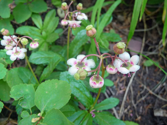 Pipsissewa (Chimaphila umbellata)