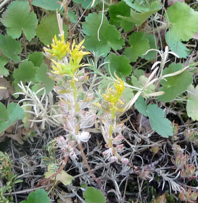 Lance-leaved stonecrop (Sedum lanceolatum)