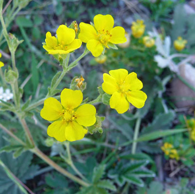 Blue-leaved Cinquefoil (Potentilla diversifolia)