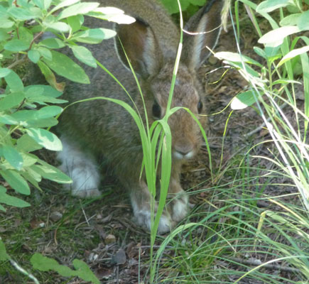 Snowshoe hare