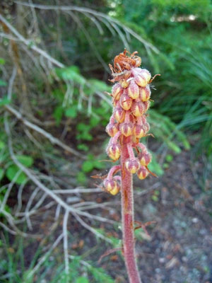 Pinedrops (Pterospora-andromeda)