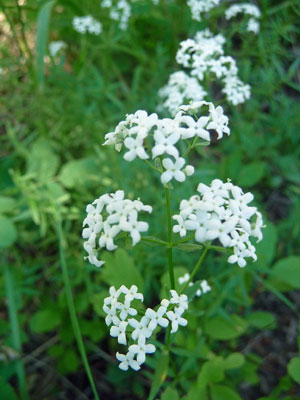 Northern bedstraw (Galim boreale)
