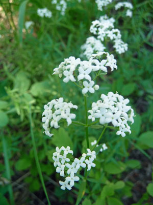 Northern bedstraw (Galim boreale)