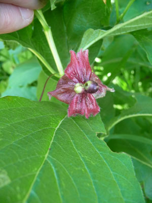 twinberry (Lonicera involucrata)