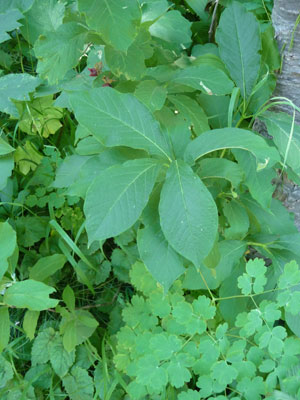 twinberry (Lonicera involucrata)