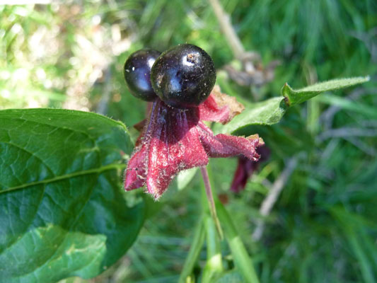 twinberry (Lonicera involucrata)