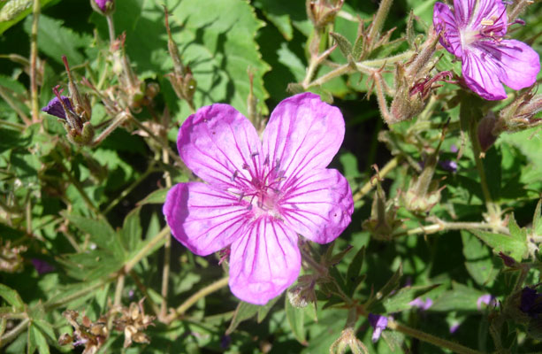 Sticky geranium (Geranium viscosissimum)  