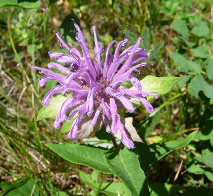 Bee balm (Monarda fistulosa)