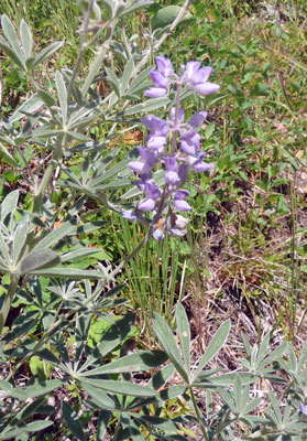 Silky Lupine (Lupinus sericeus)