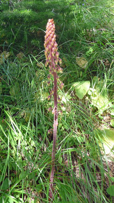 Pinedrops (Pterospora-andromeda)