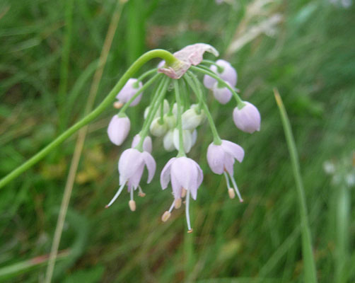 Nodding onions (Allium cernuum)