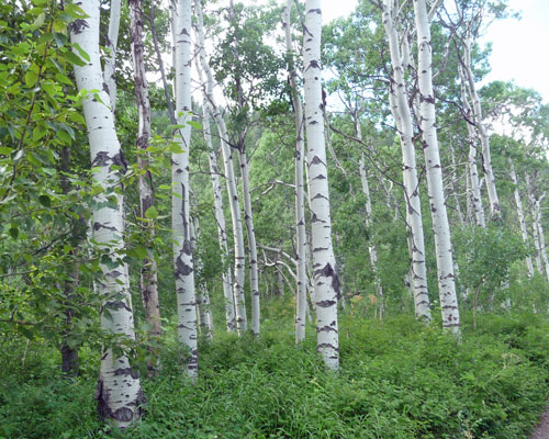 Aspens at Waterton Lakes