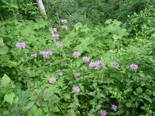 Bee Balm (Monarda fistulosa)