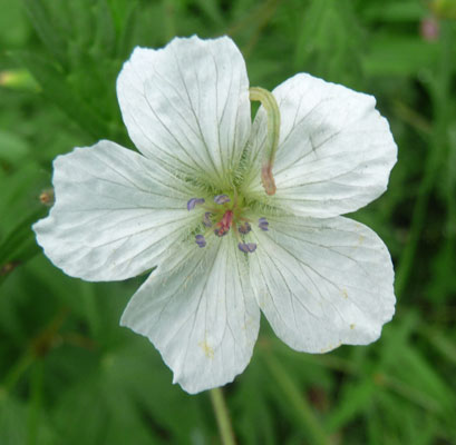 White geranium (Geranium richardsonii)