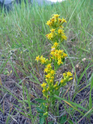 Northern Goldenrod (Solidago multiradiata)